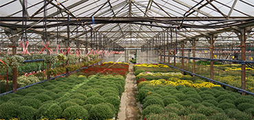 The environment benefits of tower gardens